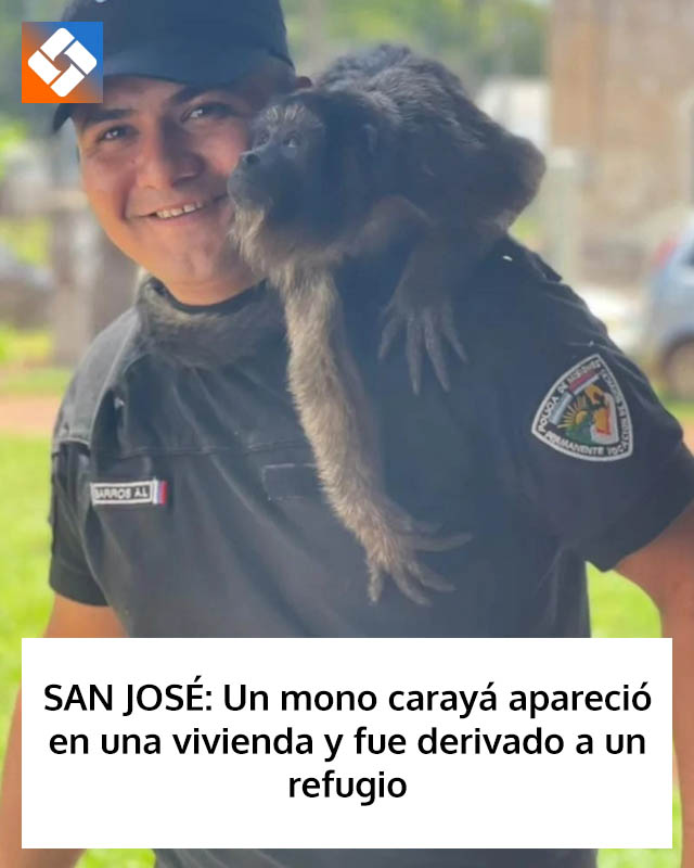 SAN JOSÉ: Un mono carayá apareció en una vivienda y fue derivado a un refugio