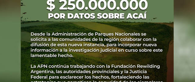 Buscan a la yaguareté Acaí y ofrecen 250 MILLONES de recompensa