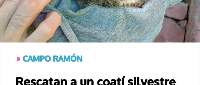 Rescatan a un coatí silvestre y lo trasladan a un centro de protección