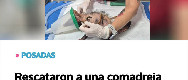 Rescataron a una comadreja tras un grave caso de maltrato animal