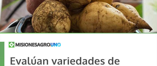 Evalúan variedades de batata en San Javier para diversificar la producción local