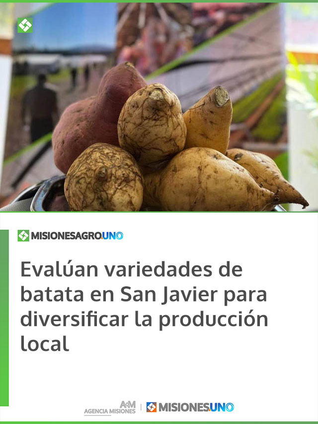 Evalúan variedades de batata en San Javier para diversificar la producción local